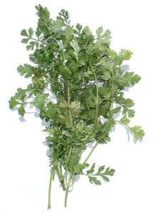 coriander-1325563-639x866