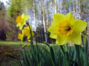 daffodil-1458271-640x480